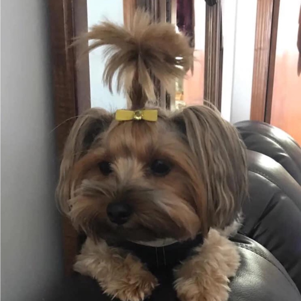 Meet your Posher, Bella